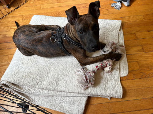 Roscoe