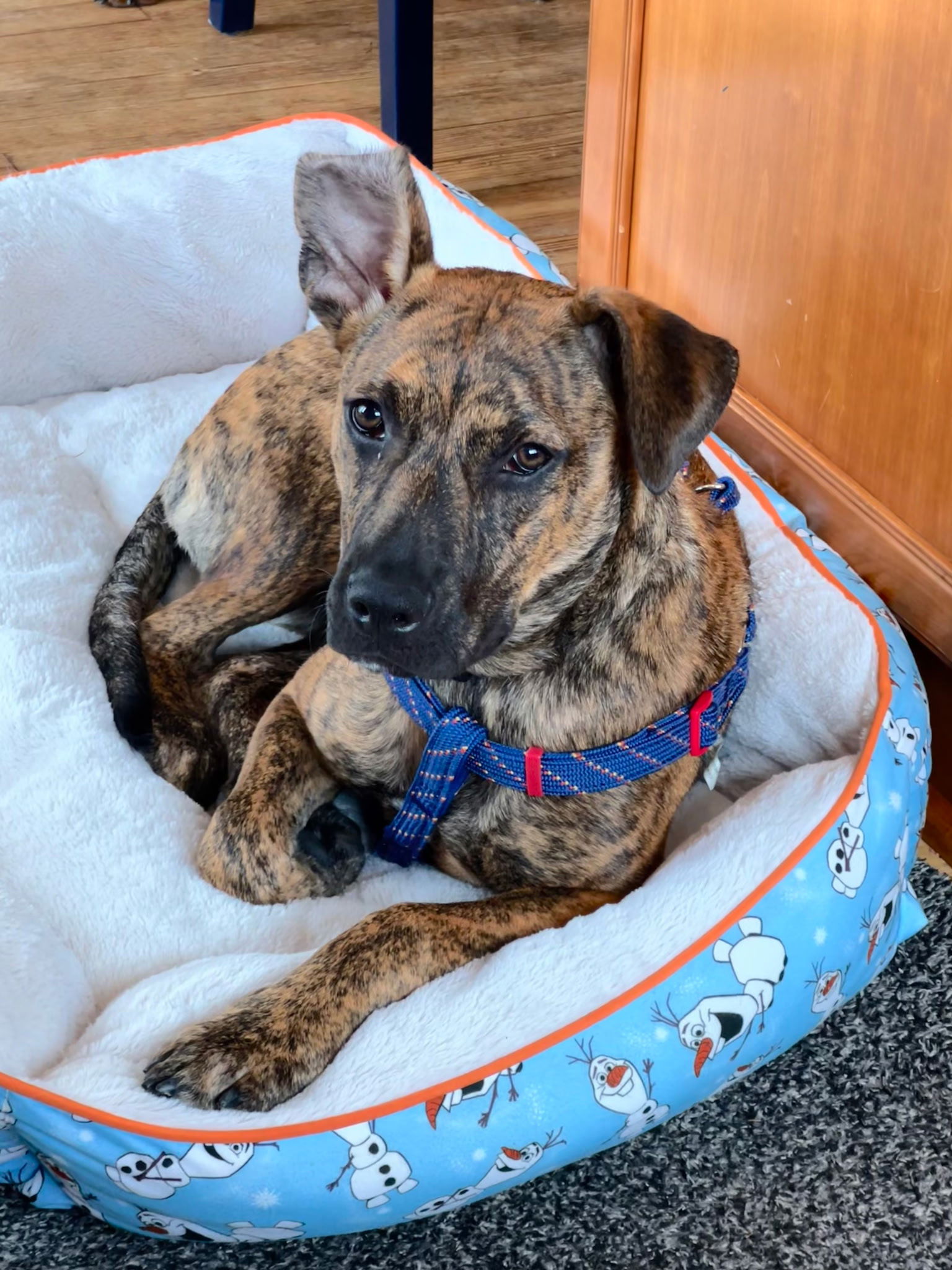 adoptable Dog in Ringoes, NJ named Rico