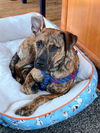 adoptable Dog in ringoes, NJ named Rico