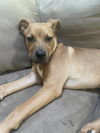 adoptable Dog in ringoes, NJ named Rally