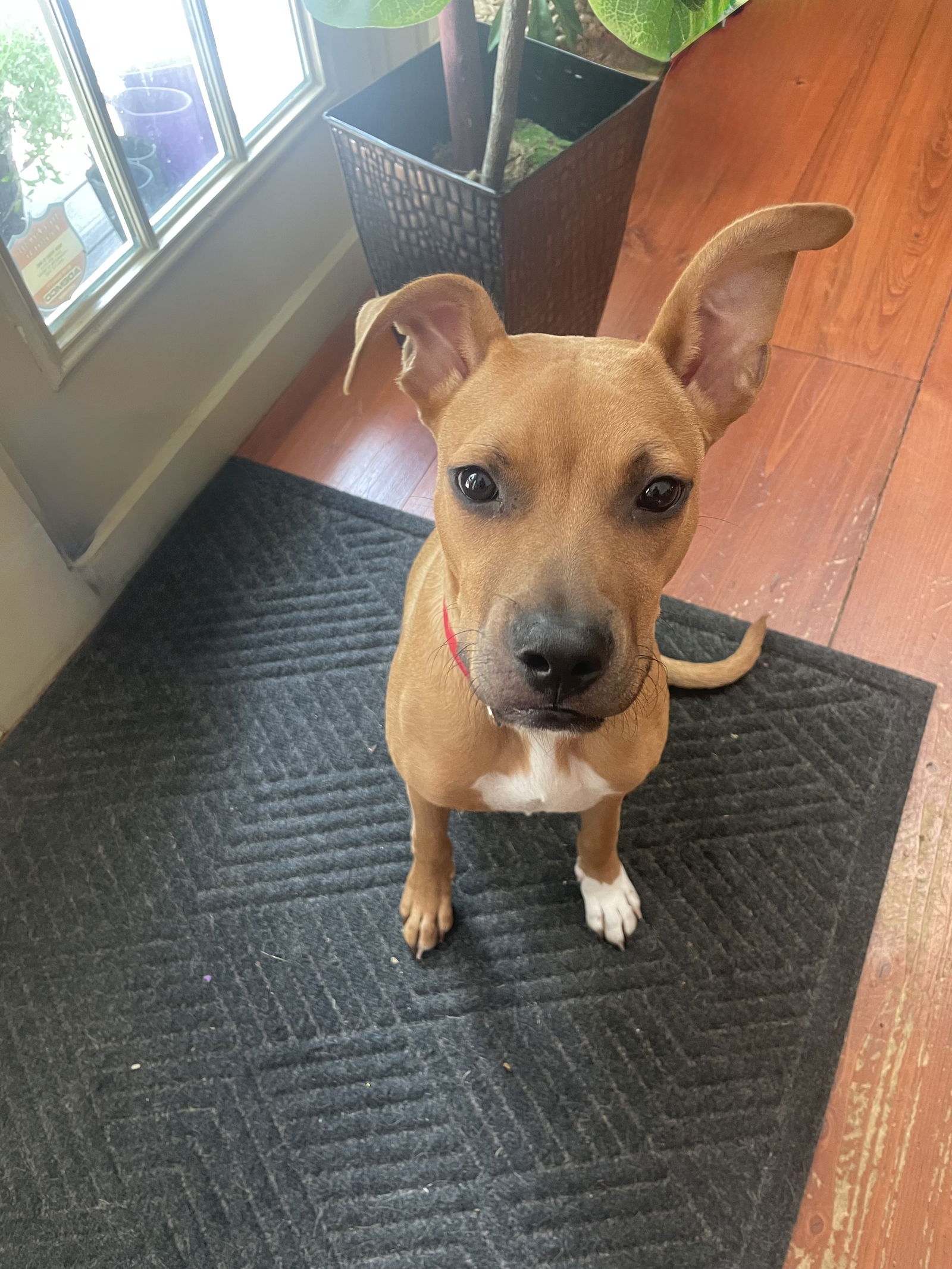 adoptable Dog in Ringoes, NJ named Rally
