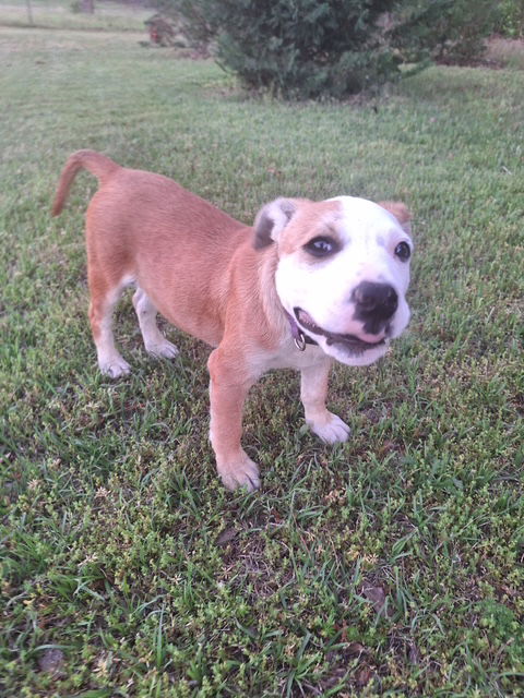 Nellie