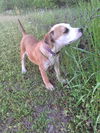 Nellie