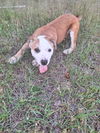 Nellie