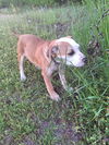 Nellie