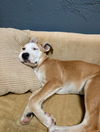 Nellie