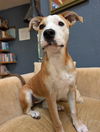 Nellie