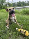 adoptable Dog in  named Gracious