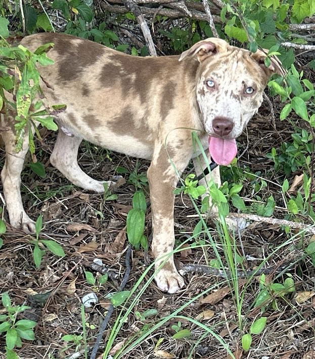 adoptable Dog in Ringoes, NJ named Gilly
