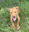 Lucy