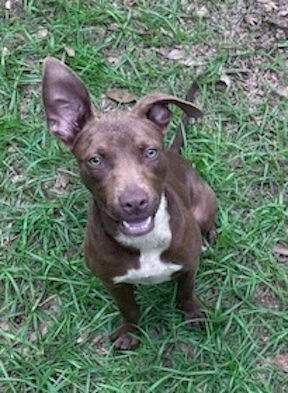 adoptable Dog in Ringoes, NJ named Robbie