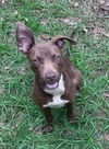 adoptable Dog in  named Robbie