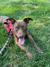 adoptable Dog in  named Robbie