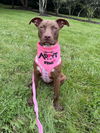 adoptable Dog in , NJ named Robbie