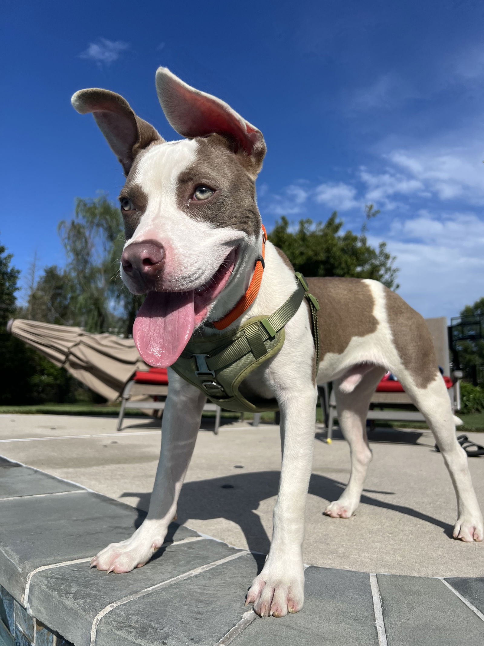 adoptable Dog in Ringoes, NJ named Hobbs