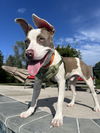 adoptable Dog in  named Hobbs