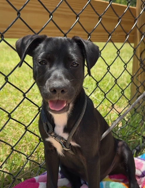 adoptable Dog in Ringoes, NJ named Monroe