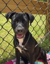 adoptable Dog in ringoes, NJ named Monroe