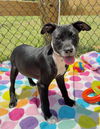 adoptable Dog in ringoes, NJ named Miscile