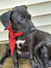 adoptable Dog in ringoes, NJ named Sasha
