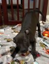 Saige
