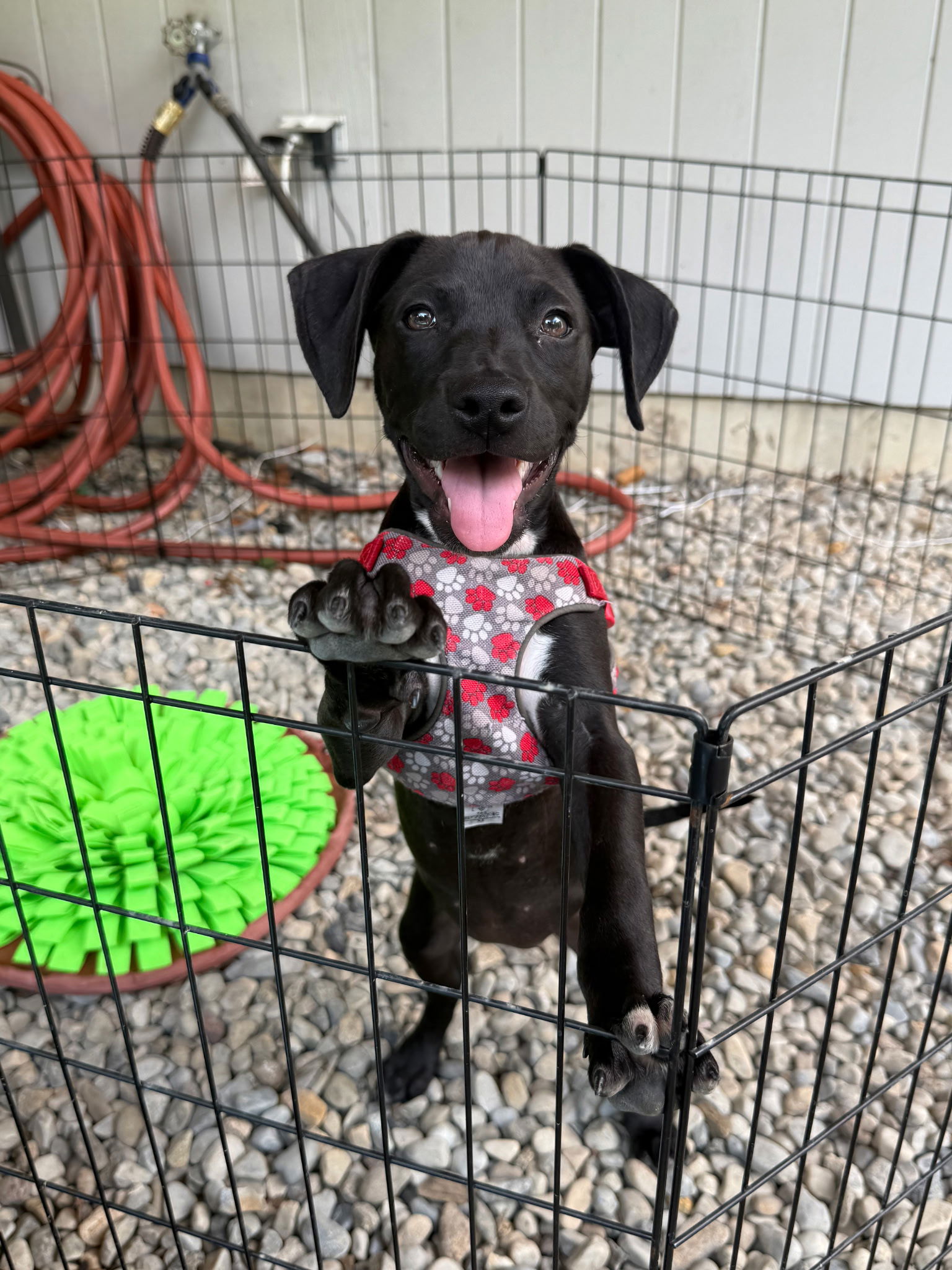 adoptable Dog in Ringoes, NJ named Sidney