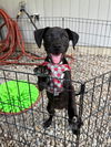 adoptable Dog in  named Sidney