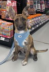 adoptable Dog in , NJ named Julius