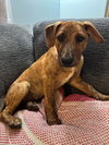 adoptable Dog in , NJ named Jordy