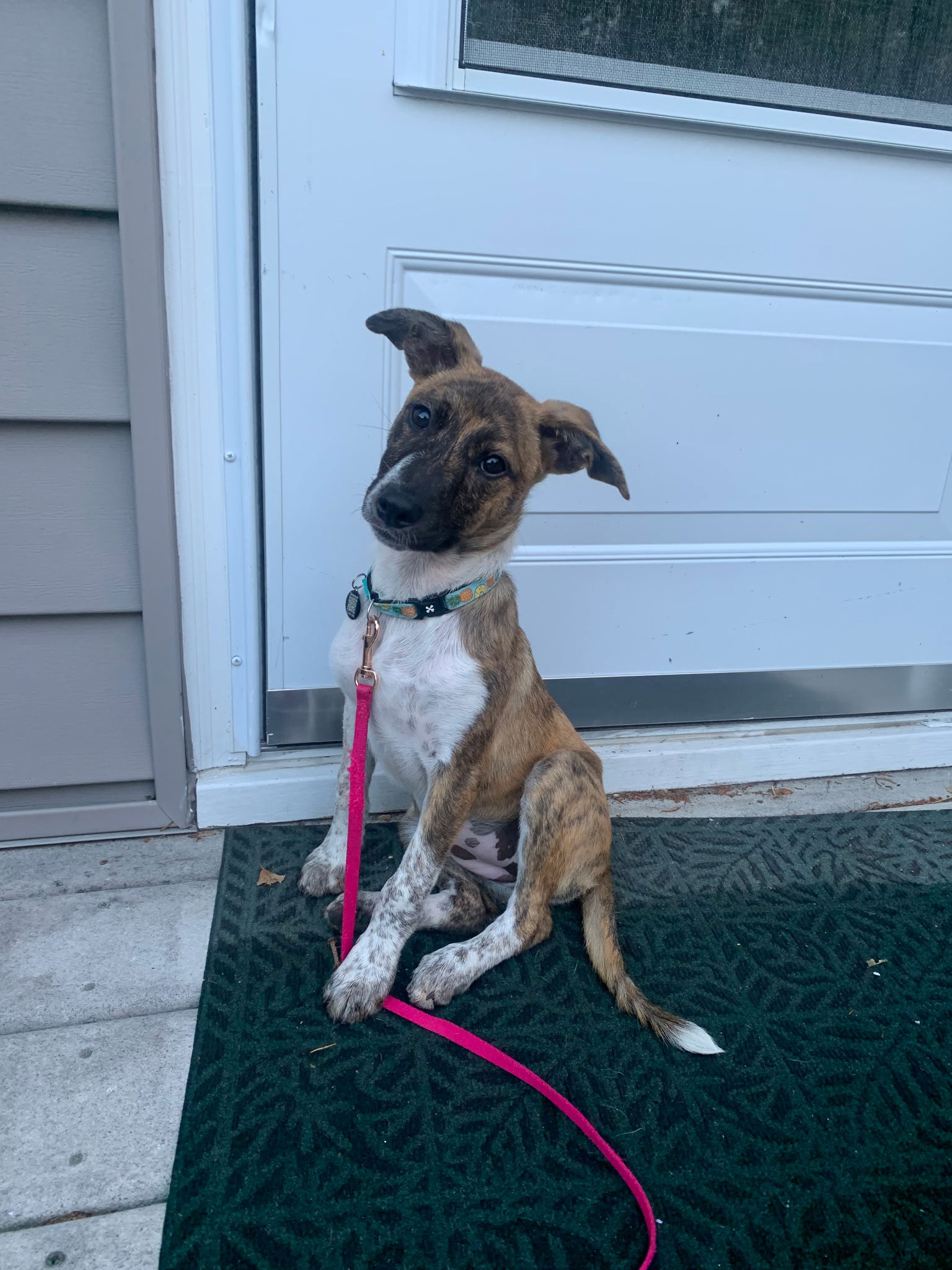 adoptable Dog in Ringoes, NJ named Jolly