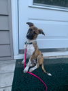 adoptable Dog in , NJ named Jolly