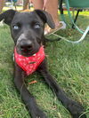 adoptable Dog in , NJ named Jury