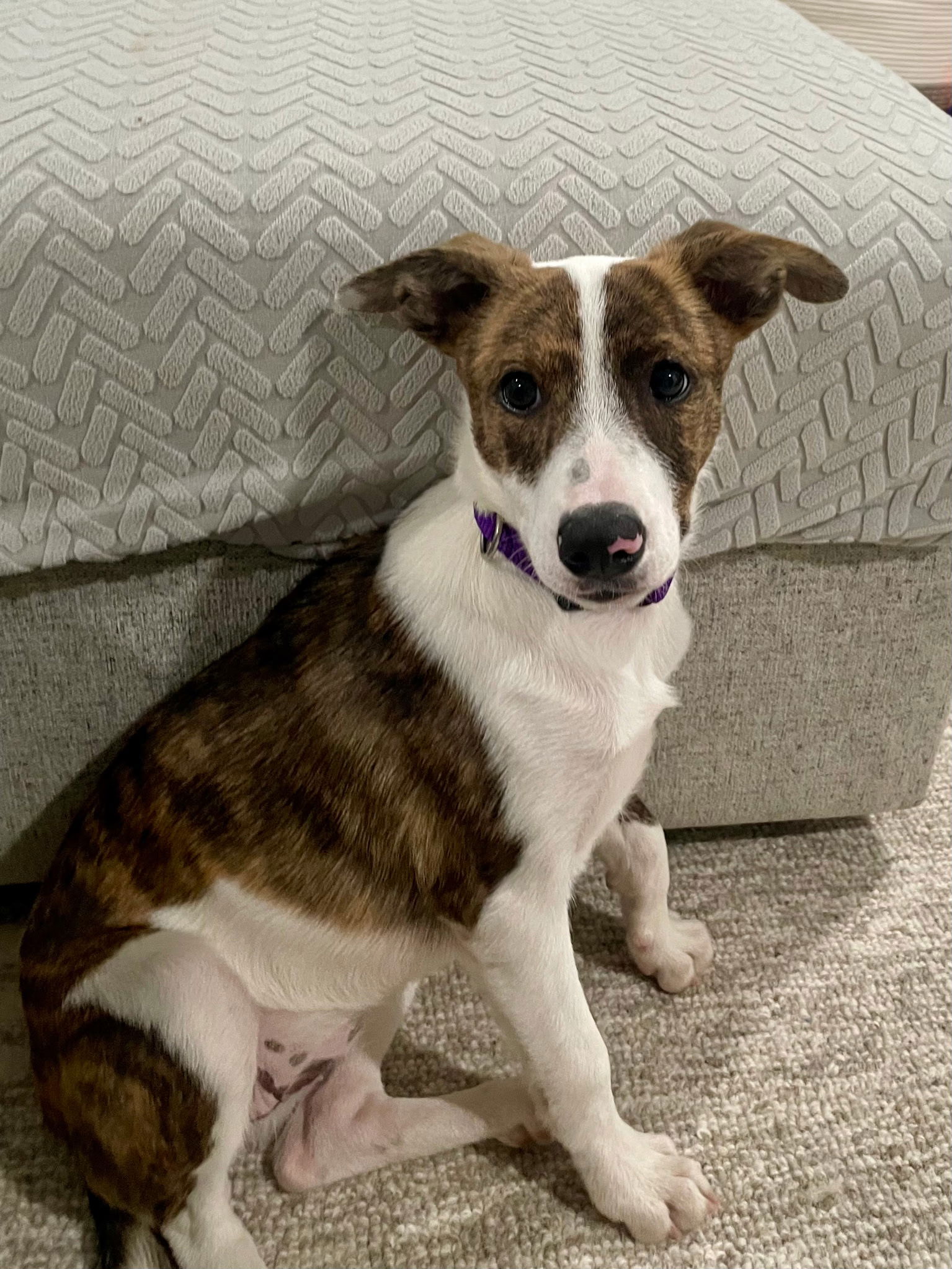 adoptable Dog in Ringoes, NJ named Jingles