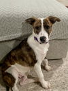 adoptable Dog in , NJ named Jingles