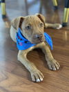 adoptable Dog in  named Nabisco