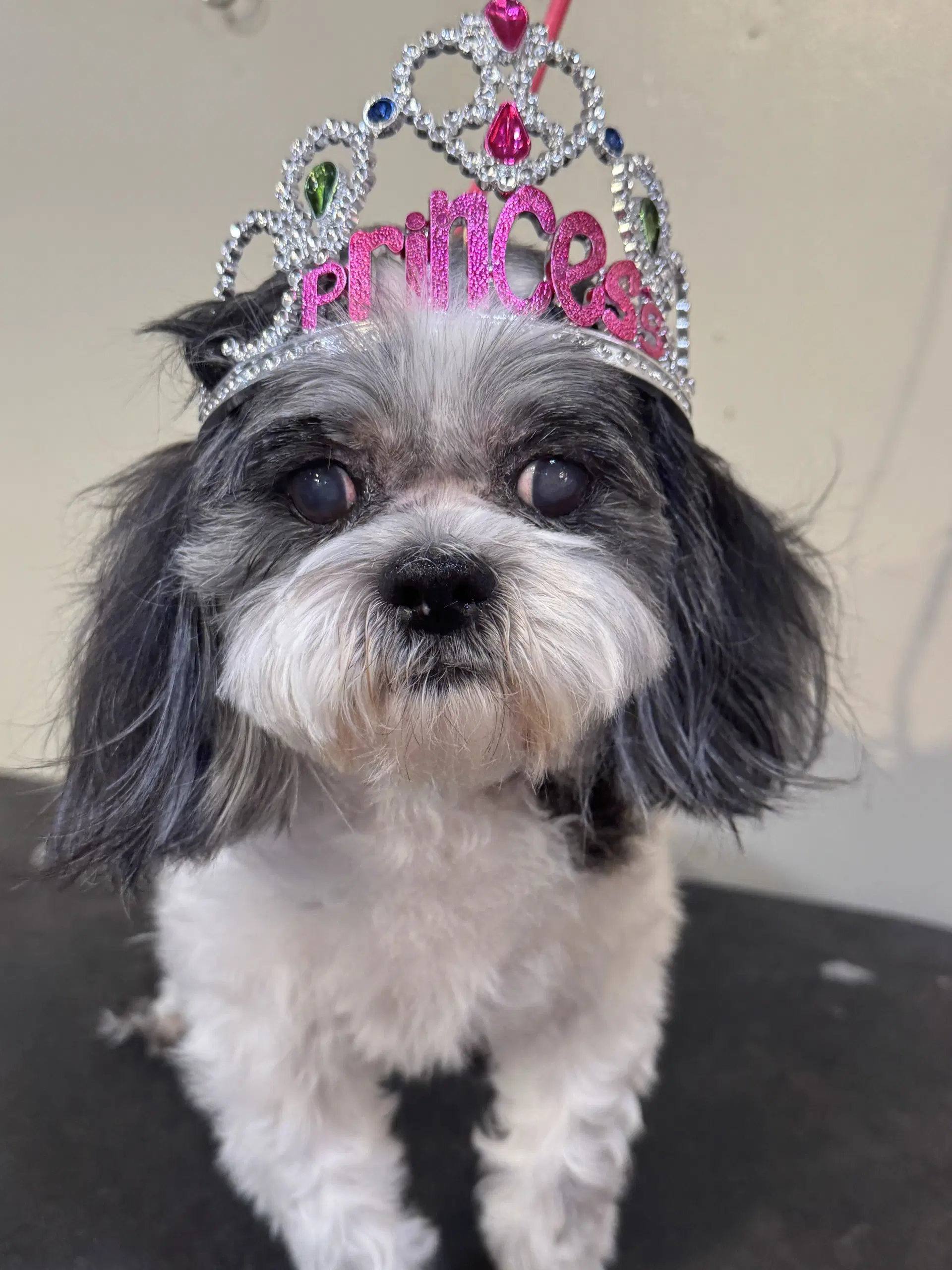 Princess - Shih Tzu