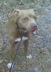 Dooley