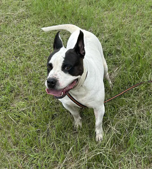 Bumper - Bulldog