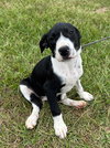 Briar