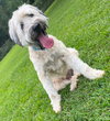 Charley