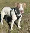 Buster