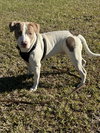 Buster
