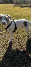 Buster