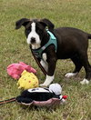 Neela