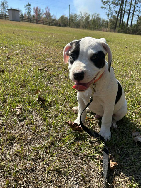 Harper