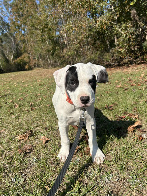 Harper
