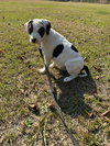 Harper