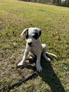 Harper