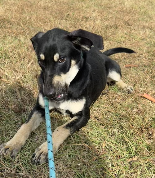 CHONG - Shepherd available for adoption