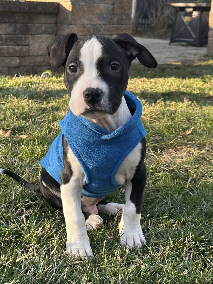 Zander Image